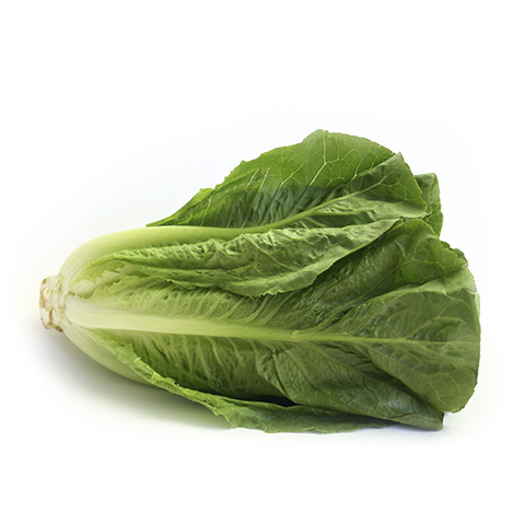 Romaine Lettuce