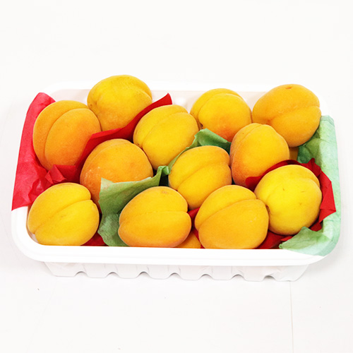 Apricot [Syria]