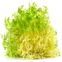 Lettuce Lolo Biando [Kuwait]