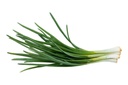 Green Spring Onion [Jordan]