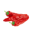 Red Chili Pepper [Jordan]